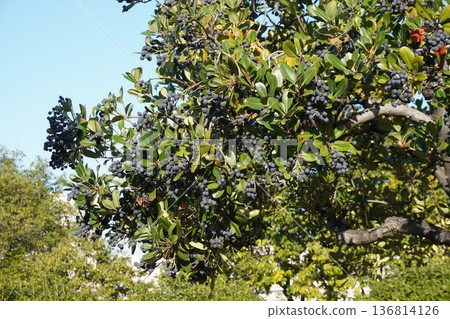 December 2025: Rhaphiolepis umbellata fruit 136814126
