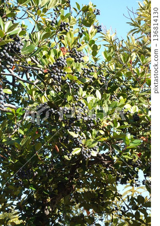 2025 年 12 月:Rhaphiolepis umbellata 果實 2025 年 12 月:Rhaphiolepis umbellata 果實 136814130