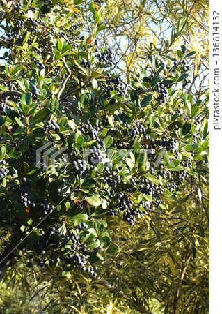 2025 年 12 月：Rhaphiolepis umbellata 果實 136814132