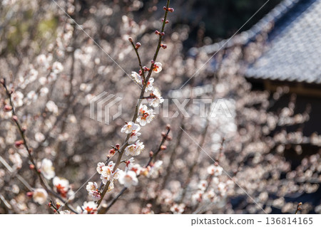Tsukigase Village in early spring 136814165