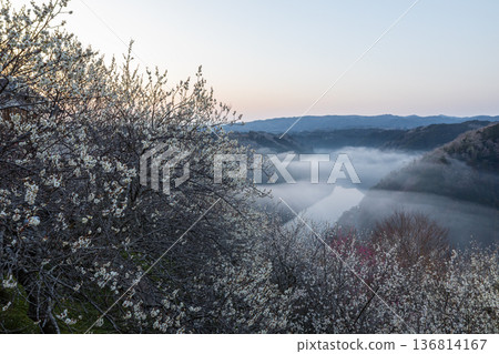 Tsukigase where plums shine in the sea of clouds in early spring Tsukigase where plums shine in the sea of clouds in early spring 136814167