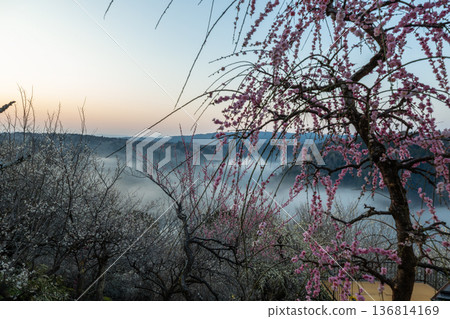 早春梅子在雲海中閃耀的月瀨 136814169