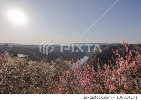 月瀨，早春時節梅花盛開的地方 136814171