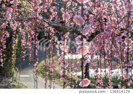 Tsukigase, where the fragrance of plum blossoms blooms in early spring Tsukigase, where the fragrance of plum blossoms blooms in early spring 136814174