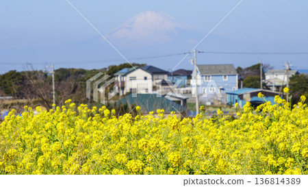 View from a field of rapeseed flowers in spring View from a field of rapeseed flowers in spring 136814389