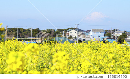 View from a field of rapeseed flowers in spring View from a field of rapeseed flowers in spring 136814390