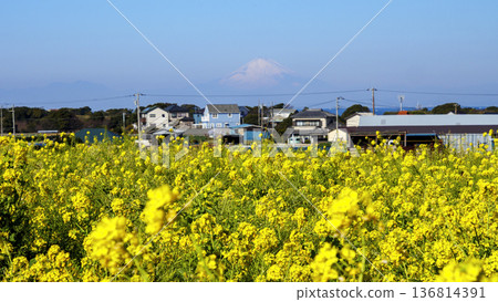 春天從油菜花田中眺望的景色 春天從油菜花田中眺望的景色 136814391