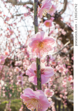 月瀨村：早春梅花的芬芳 136814742