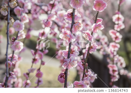 月瀨村:早春梅花的芬芳 月瀨村:早春梅花的芬芳 136814743