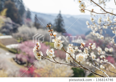 Tsukigase Village: The scent of plum blossoms in early spring Tsukigase Village: The scent of plum blossoms in early spring 136814746
