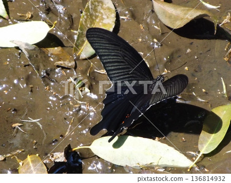A black swallowtail absorbing water in the mud A black swallowtail absorbing water in the mud 136814932
