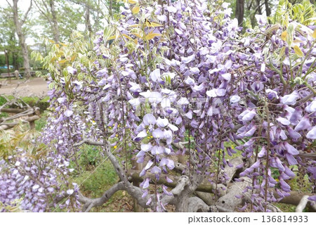 Wisteria flowers Wisteria flowers 136814933