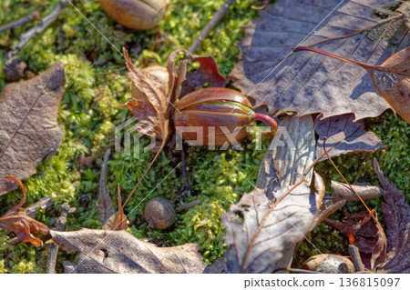 Acorn germination Fagaceae Quercus serrata Acorn germination Fagaceae Quercus serrata 136815097