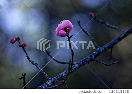 梅花,紅梅花,隨你所願 梅花,紅梅花,隨你所願 136815128