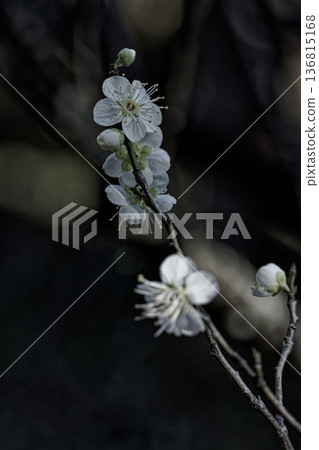 Flowering white plum, real plum variety, Aojiku 136815168
