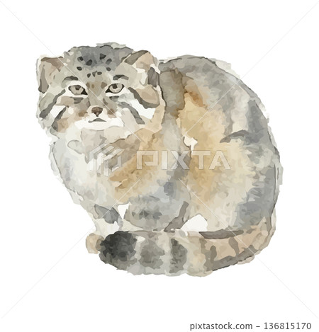 Watercolor style manul illustration 136815170