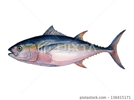 水彩風格鮪魚插圖 水彩風格鮪魚插圖 136815171