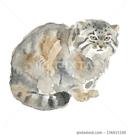 Watercolor style manul illustration 136815180