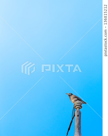 A wide blue sky and a small starling A wide blue sky and a small starling 136815212