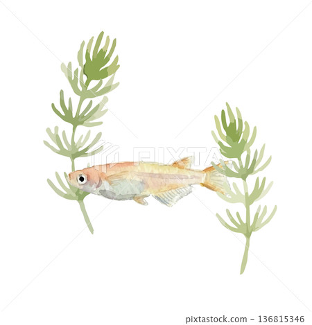 Watercolor style medaka illustration Watercolor style medaka illustration 136815346