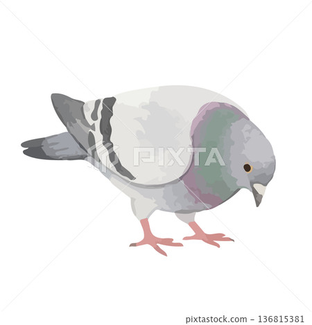 水彩風格的鴿子插圖 水彩風格的鴿子插圖 136815381