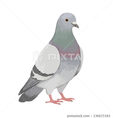 水彩風格的鴿子插圖 136815383