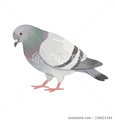 Watercolor style dove illustration 136815384