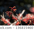 Witch hazel in the backlight 136815460