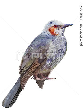 日本野生鳥類,椋鳥,水彩畫,小鳥 日本野生鳥類,椋鳥,水彩畫,小鳥 136815470