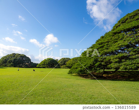 夏威夷猴莢 夏威夷猴莢 136815589