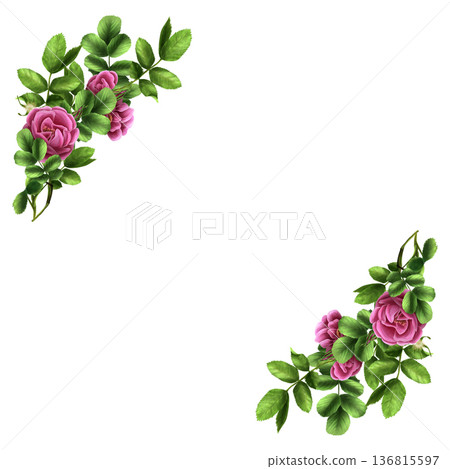 A frame of pink rose hips and green leaves. A hand-painted watercolor drawing of a pink wild rose, a botanical sketch for printing on wallpaper, textiles, tableware, wrapping paper, and cosmetics. A frame of pink rose hips and green leaves. A hand-painted watercolor drawing of a pink wild rose, a botanical sketch for printing on wallpaper, textiles, tableware, wrapping paper, and cosmetics. 136815597