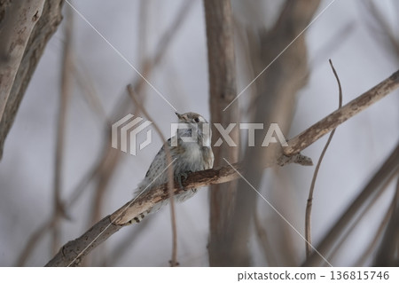 Kogera停在樹枝上 Kogera停在樹枝上 136815746
