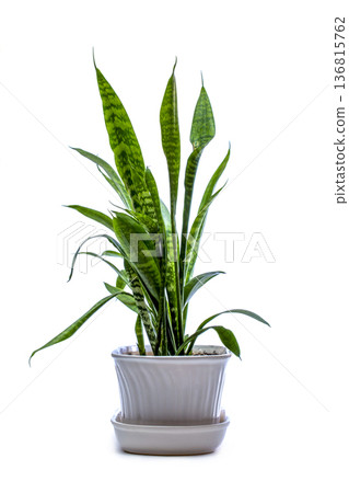 Indoor plant Sansevieria in a pot on a white background Indoor plant Sansevieria in a pot on a white background 136815762