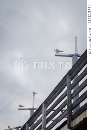 Seagulls sitting on coastal building on the Black Sea beach. Flock of birds on winter beach. Seagulls on atmospheric mood seascape background. Birdwatching process. Birds sitting on geometry lines. 136815784