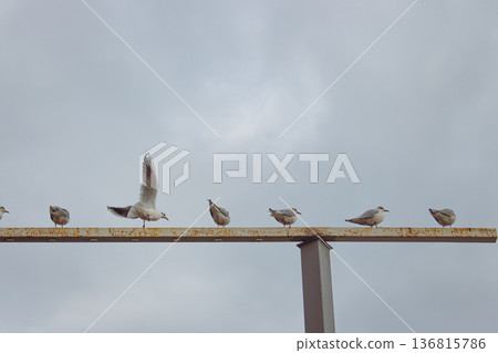 Seagulls sitting on coastal building on the Black Sea beach. Flock of birds on winter beach. Seagulls on atmospheric mood seascape background. Birdwatching process. Birds sitting on geometry lines. Seagulls sitting on coastal building on the Black Sea beach. Flock of birds on winter beach. Seagulls on atmospheric mood seascape background. Birdwatching process. Birds sitting on geometry lines. 136815786