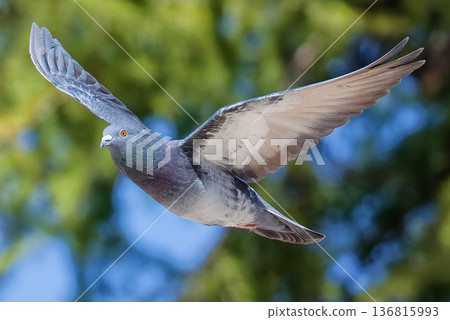 Gliding Rock Pigeon 136815993