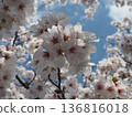 櫻花抬頭 136816018