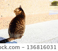 躺在路上的貓 136816031
