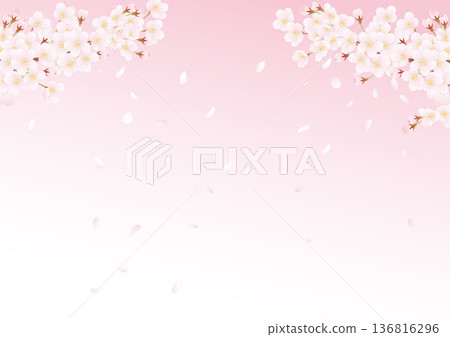 春櫻花盛開 03 春櫻花盛開 03 136816296