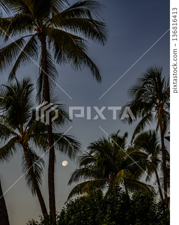 Palm trees at dusk 136816413