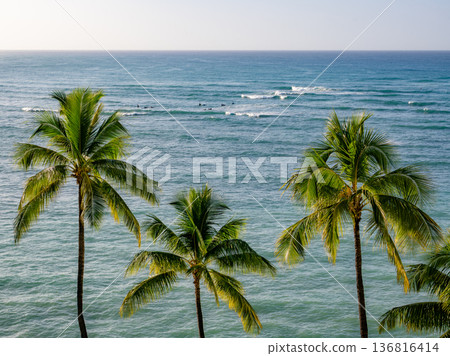 Palm trees at dusk Palm trees at dusk 136816414