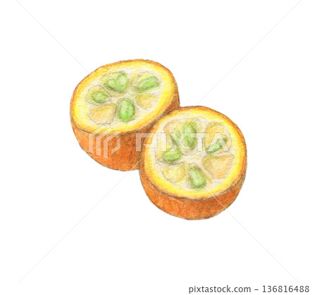 Kumquat cut in half - watercolor pencil illustration 136816488
