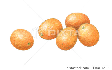 Kumquat watercolor pencil illustration Kumquat watercolor pencil illustration 136816492