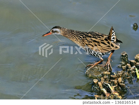 A rail I encountered in the pond in the park. 136816514