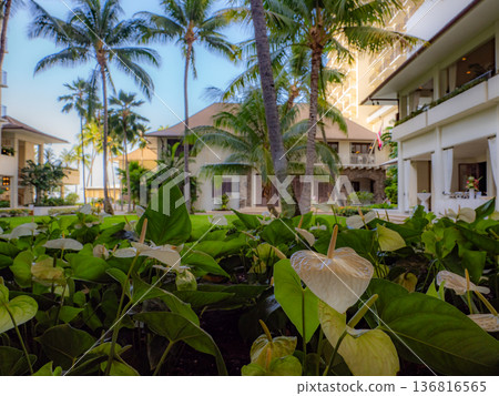 In the courtyard of a Waikiki hotel 136816565