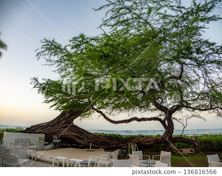 In the courtyard of a Waikiki hotel 136816566