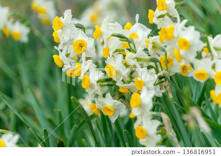 The pure white and yellow Japanese daffodils herald the arrival of spring The pure white and yellow Japanese daffodils herald the arrival of spring 136816951