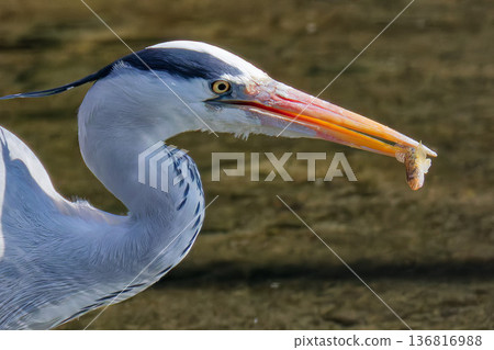 A grey heron eating a small fish as a snack A grey heron eating a small fish as a snack 136816988
