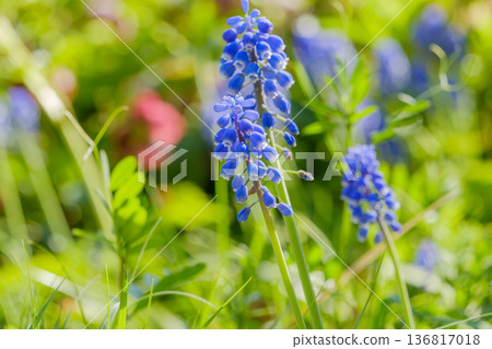 Muscari blooming in the spring light 136817018