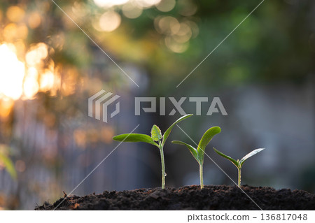 stage life of tree plant growing stage life of tree plant growing 136817048